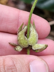 Stigmaphyllon floribundum