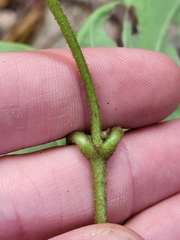 Stigmaphyllon floribundum