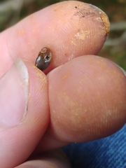 Polygyra cereolus