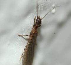 Oligotoma saundersii