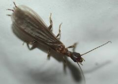 Oligotoma saundersii