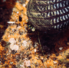 Pagurus novizealandiae