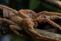 Cupiennius coccineus