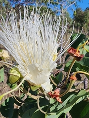 Capparis canescens