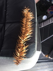 Cunninghamia lanceolata