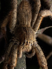 Cupiennius coccineus