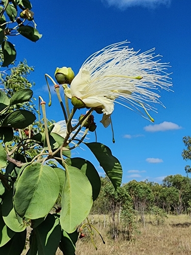 Image of Capparis canescens by no rights reserved
