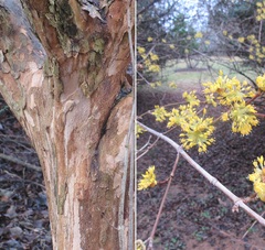 Cornus officinalis
