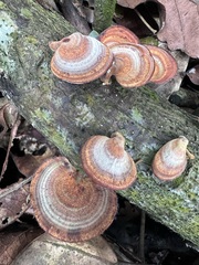 Microporus