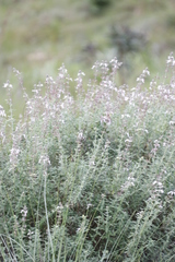 Syncolostemon