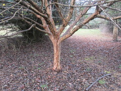 Cornus officinalis