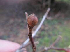 Cornus officinalis
