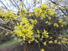 Cornus officinalis
