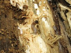 Scolecocampa liburna