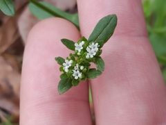 Valerianella radiata