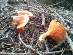 Hygrophoropsis rufa