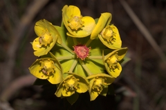 Euphorbia rigida