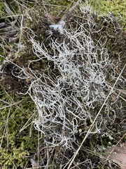 Thamnolia vermicularis