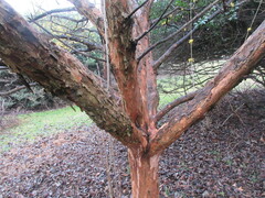 Cornus officinalis