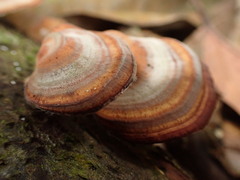 Microporus