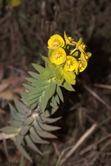 Euphorbia rigida