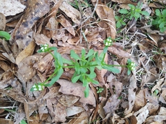Valerianella radiata