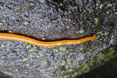 Bipalium nobile