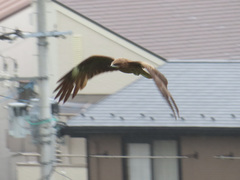 Milvus migrans lineatus