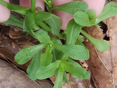 Valerianella radiata