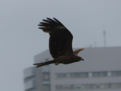 Milvus migrans lineatus