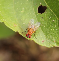 Dichaetomyia norrisi