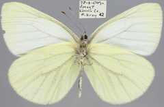 Pieris marginalis
