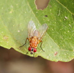 Dichaetomyia norrisi
