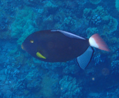 Melichthys vidua