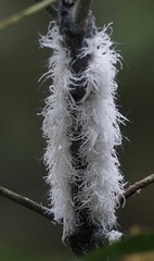 Nymphoides indica