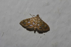 Pseudopyrausta marginalis