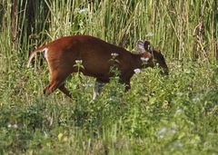 Muntiacus vaginalis