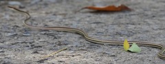 Dendrelaphis