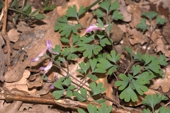 Corydalis paczoskii