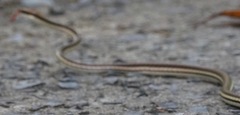 Dendrelaphis