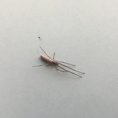 Tetragnatha elongata