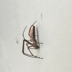 Tetragnatha elongata