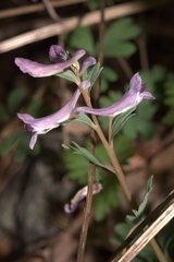 Corydalis paczoskii