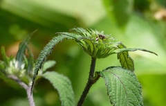 Phyllocephalum scabridum