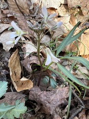 Cardamine concatenata