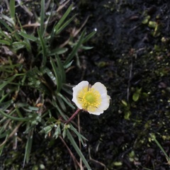 Ranunculus glacialis