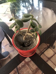 Crassula ovata