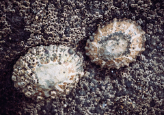 Cellana ornata