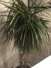 Dracaena reflexa
