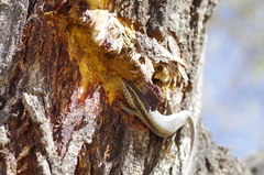 Trachylepis spilogaster